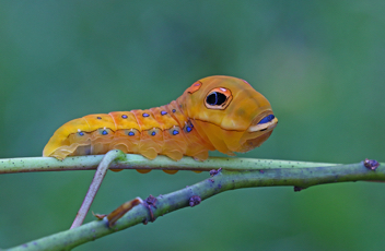 Spicebush Swallowtail prepupal
caterpillar